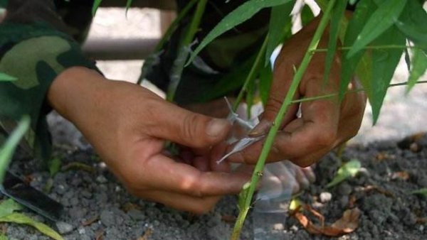 桃树和什么果树能嫁接