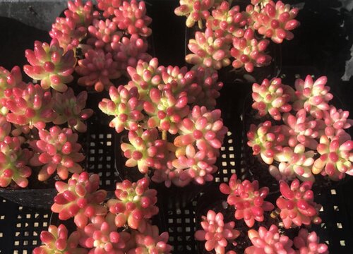 多肉虹之玉如何养护生长旺盛