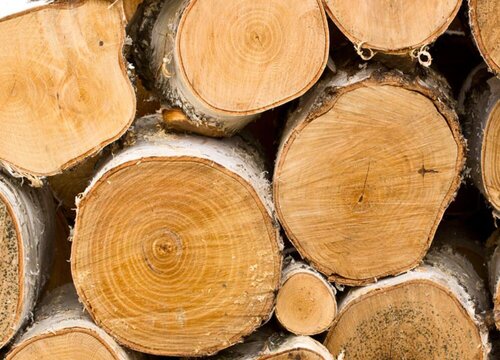 白宫木是什么木材