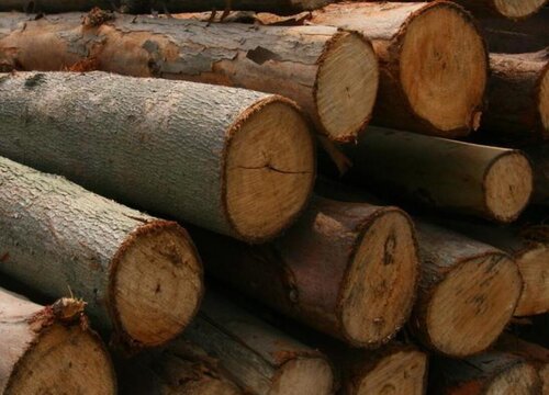 白宫木是什么木材