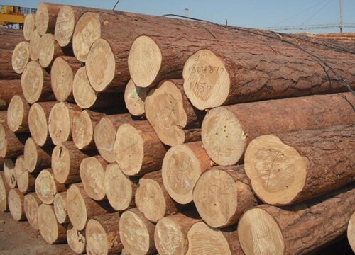 白宫木是什么木材