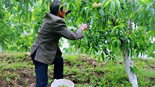 桃树蔬果摘掉的幼果怎样管理