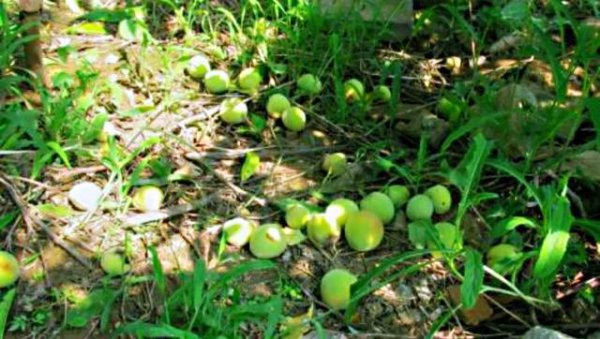 桃树蔬果摘掉的幼果怎样管理