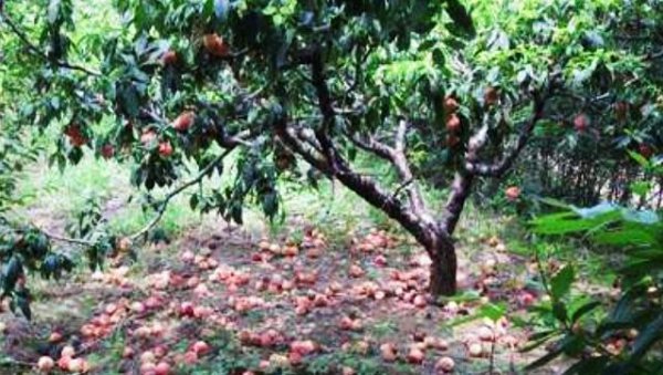 桃树蔬果摘掉的幼果怎样管理