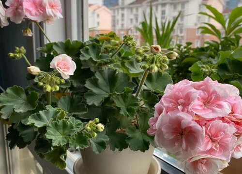 刚买的天竺葵小苗叶子蔫怎么回事