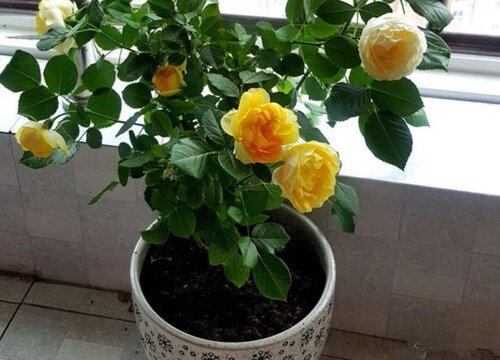 金丝雀月季是藤本还是灌木