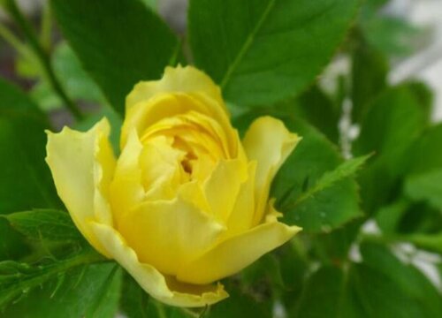 金丝雀月季是藤本还是灌木