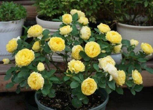 金丝雀月季是藤本还是灌木