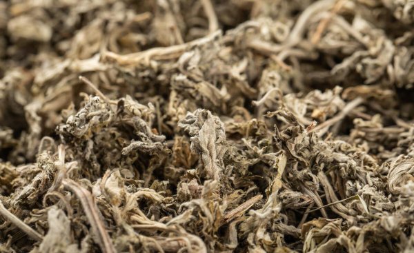 艾草能不能直接晒干