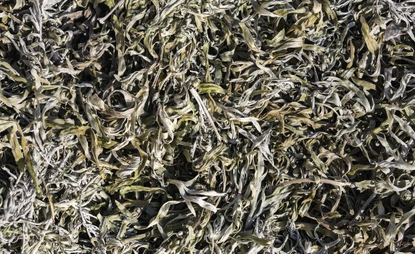 艾草能不能直接晒干