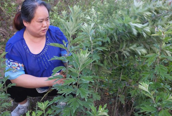 艾草能不能直接晒干