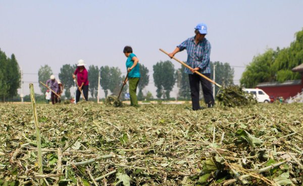 艾草能不能直接晒干