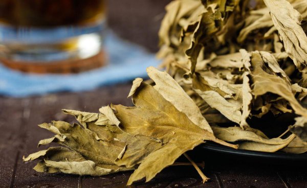 艾草能不能直接晒干