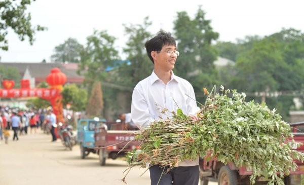 艾草能不能直接晒干