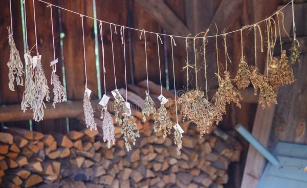 艾草能不能直接晒干