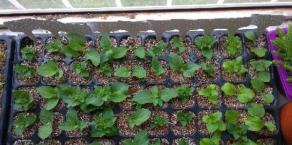 矮牵牛花的繁殖方法