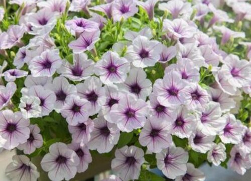 矮牵牛花的繁殖方法