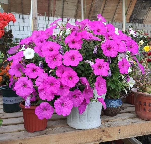 矮牵牛花的繁殖方法