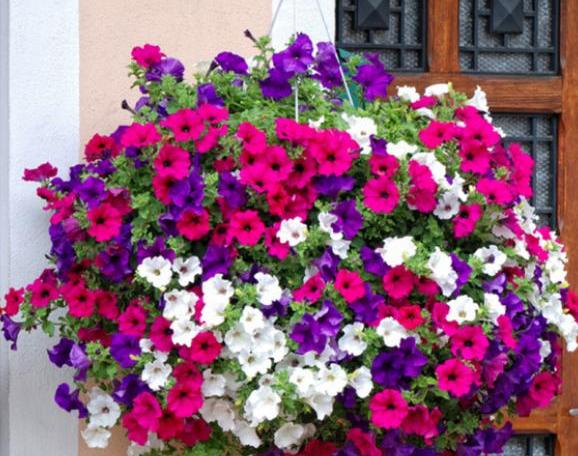 矮牵牛花的繁殖方法