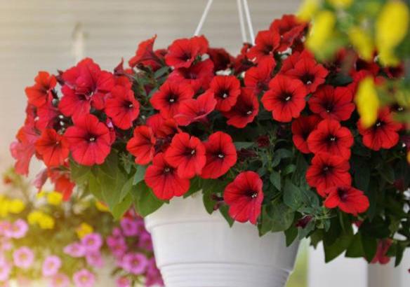 矮牵牛花的繁殖方法