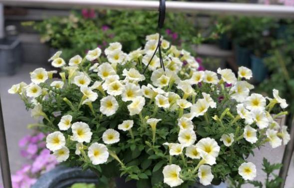 矮牵牛花的繁殖方法