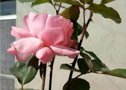 冬季室外耐寒的花卉有哪些