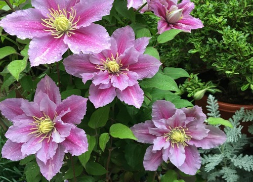 冬季室外耐寒的花卉有哪些