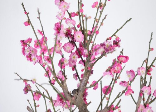 冬季室外耐寒的花卉有哪些