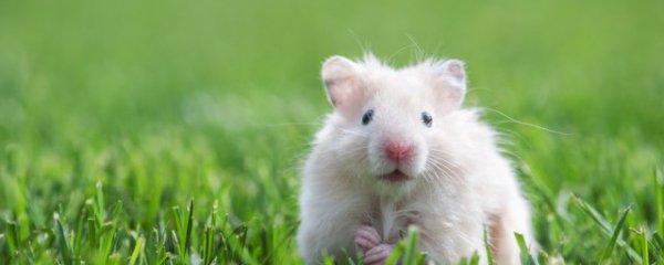 仓鼠冬天怎么养才能死