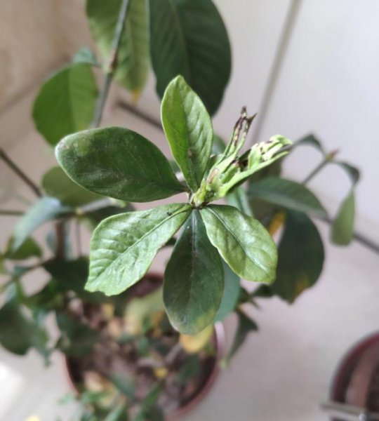 栀子花叶子尖发黑枯萎像烧焦怎么解决