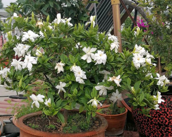 栀子花叶子尖发黑枯萎像烧焦怎么解决