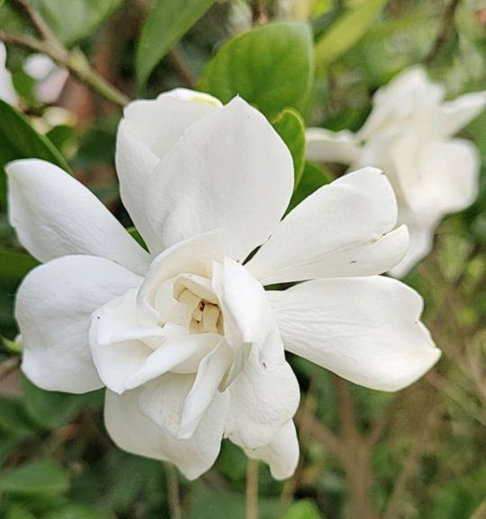 栀子花叶子尖发黑枯萎像烧焦怎么解决