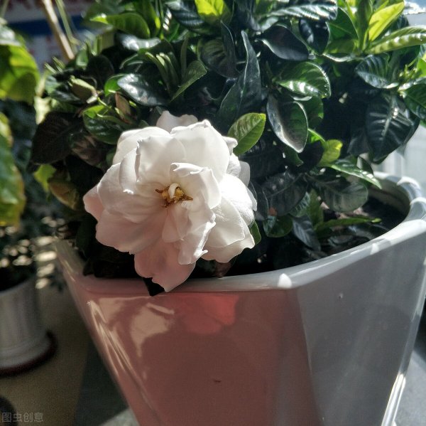 栀子花叶子尖发黑枯萎像烧焦怎么解决