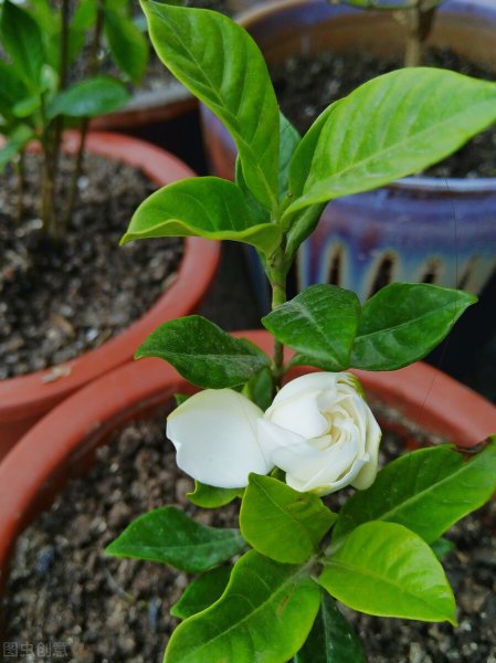 栀子花叶子尖发黑枯萎像烧焦怎么解决