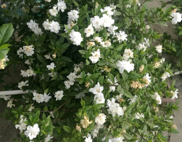 栀子花叶子尖发黑枯萎像烧焦怎么解决