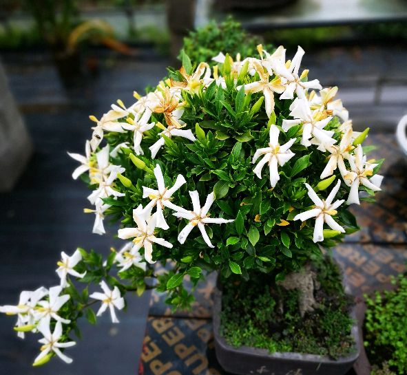 栀子花叶子尖发黑枯萎像烧焦怎么解决