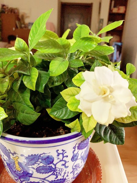 栀子花叶子尖发黑枯萎像烧焦怎么解决