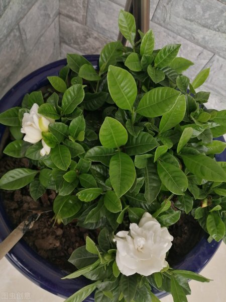 栀子花叶子尖发黑枯萎像烧焦怎么解决