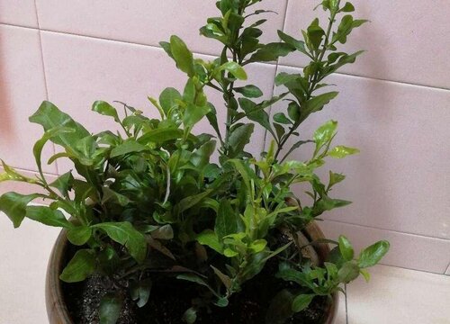 蓝雪花叶子干枯原因及补救方法