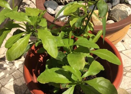 蓝雪花叶子干枯原因及补救方法