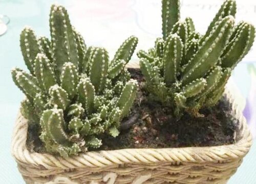 万重山会开花吗