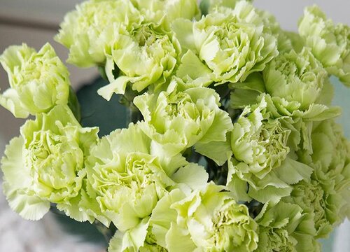 10朵康乃馨代表什么花语