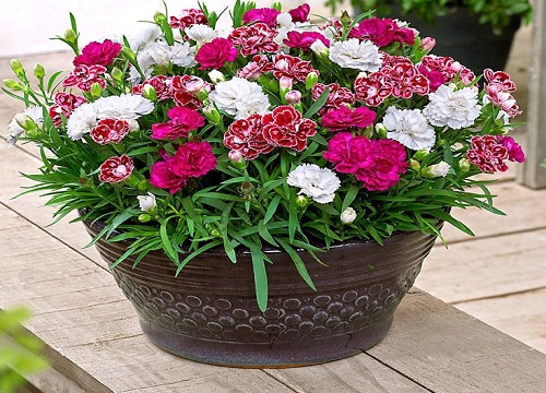 10朵康乃馨代表什么花语