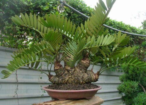 铁树冬天怎么养护