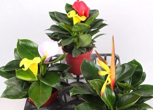 金钻和绿公主是同一种植物吗