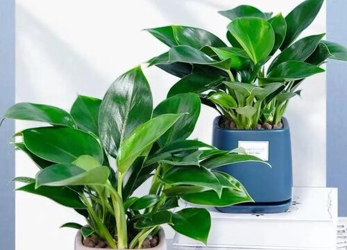 金钻和绿公主是同一种植物吗