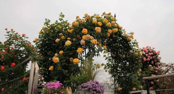 如何做爬藤月季拱门