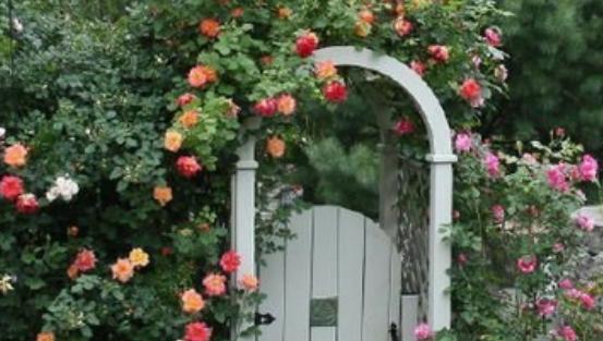 如何做爬藤月季拱门