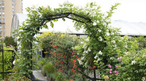 如何做爬藤月季拱门