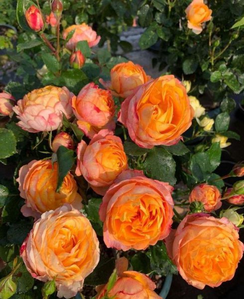 月季浓香大花什么品种好看